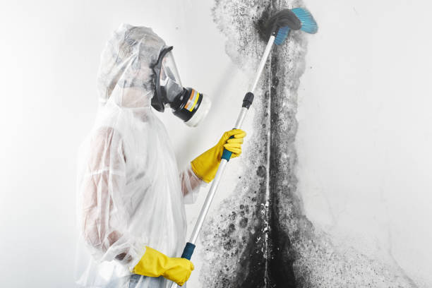 Best Water Damage & Mold Remediation  in Great Neck Plaza, NY